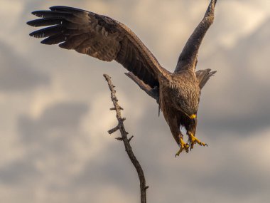 Yiyecek ararken siyah bir uçurtmanın oyunları ve uçuşları