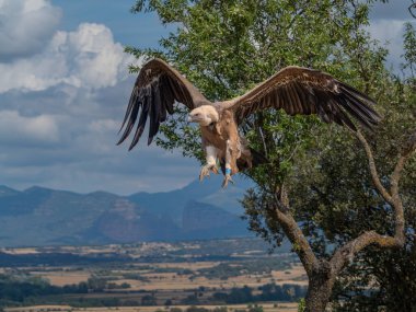 Griffon akbabası uçuyor ve güneşe tünemiş