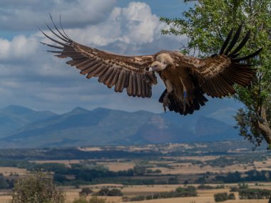 Griffon akbabası uçuyor ve güneşe tünemiş