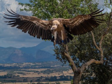 Griffon akbabası uçuyor ve güneşe tünemiş