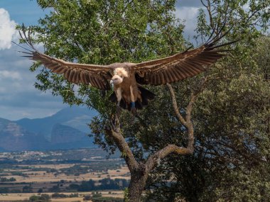 Griffon akbabası uçuyor ve güneşe tünemiş