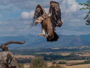 Griffon akbabası uçuyor ve güneşe tünemiş