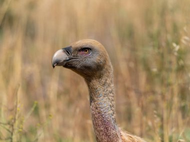 Griffon akbabası uçuyor ve güneşe tünemiş