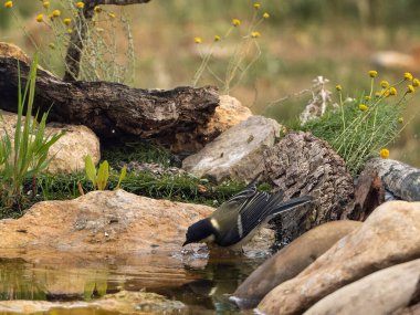 great tit in the river taking a bath