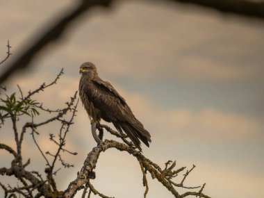 Yiyecek ararken siyah bir uçurtmanın oyunları ve uçuşları