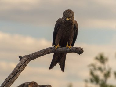 Yiyecek ararken siyah bir uçurtmanın oyunları ve uçuşları