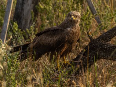 Yiyecek ararken siyah bir uçurtmanın oyunları ve uçuşları
