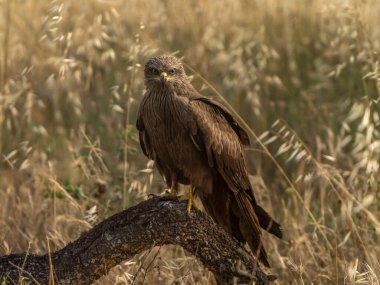 Yiyecek ararken siyah bir uçurtmanın oyunları ve uçuşları