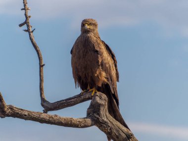 Yiyecek ararken siyah bir uçurtmanın oyunları ve uçuşları