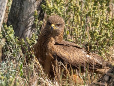 Yiyecek ararken siyah bir uçurtmanın oyunları ve uçuşları