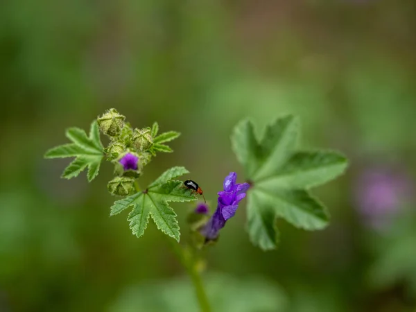 Biene Auf Einer Blume Der Natur — Stockfoto
