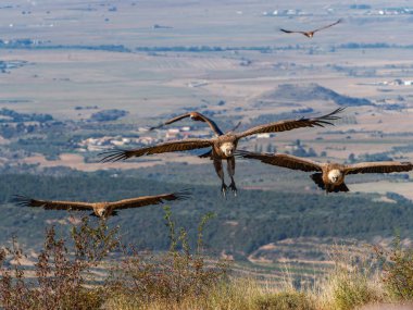Griffon akbabaları (Gyps fulvus) İspanya Pireneleri, Katalonya, İspanya, Nisan 'da sisli havada uçarlar. Bu, yırtıcı kuş familyasından büyük bir Eski Dünya akbabası..