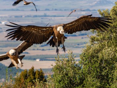 Griffon akbabaları (Gyps fulvus) İspanya Pireneleri, Katalonya, İspanya, Nisan 'da sisli havada uçarlar. Bu, yırtıcı kuş familyasından büyük bir Eski Dünya akbabası..