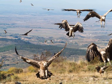 Griffon akbabaları (Gyps fulvus) İspanya Pireneleri, Katalonya, İspanya, Nisan 'da sisli havada uçarlar. Bu, yırtıcı kuş familyasından büyük bir Eski Dünya akbabası..
