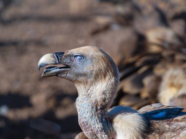 İspanya 'da görkemli bir Griffon akbabası. Daha keskin akbaba gözü. Güzel akbaba portresi. Akbaba derinden görünüyor..