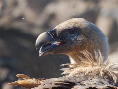 İspanya 'da görkemli bir Griffon akbabası. Daha keskin akbaba gözü. Güzel akbaba portresi. Akbaba derinden görünüyor..