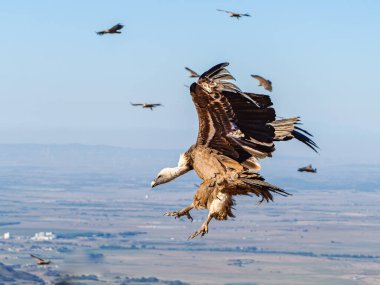 Griffon akbabaları (Gyps fulvus) İspanya Pireneleri, Katalonya, İspanya, Nisan 'da sisli havada uçarlar. Bu, yırtıcı kuş familyasından büyük bir Eski Dünya akbabası..