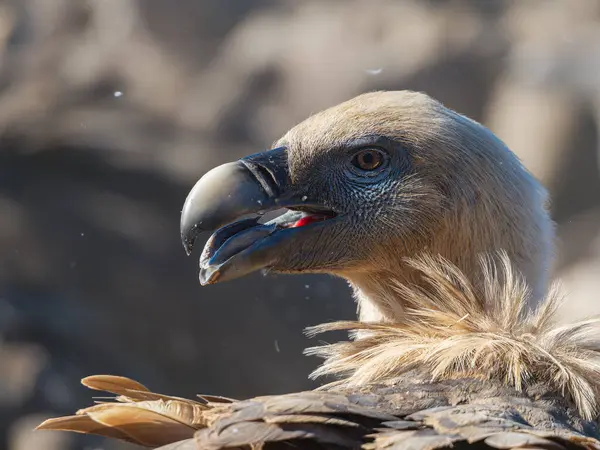 İspanya 'da görkemli bir Griffon akbabası. Daha keskin akbaba gözü. Güzel akbaba portresi. Akbaba derinden görünüyor..