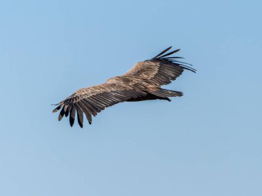 Griffon akbabaları (Gyps fulvus) İspanya Pireneleri, Katalonya, İspanya, Nisan 'da sisli havada uçarlar. Bu, yırtıcı kuş familyasından büyük bir Eski Dünya akbabası..