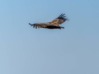 Griffon akbabaları (Gyps fulvus) İspanya Pireneleri, Katalonya, İspanya, Nisan 'da sisli havada uçarlar. Bu, yırtıcı kuş familyasından büyük bir Eski Dünya akbabası..