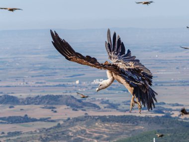 Griffon akbabaları (Gyps fulvus) İspanya Pireneleri, Katalonya, İspanya, Nisan 'da sisli havada uçarlar. Bu, yırtıcı kuş familyasından büyük bir Eski Dünya akbabası..