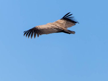 Griffon akbabaları (Gyps fulvus) İspanya Pireneleri, Katalonya, İspanya, Nisan 'da sisli havada uçarlar. Bu, yırtıcı kuş familyasından büyük bir Eski Dünya akbabası..