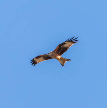 Mavi gökyüzünde uçan kırmızı uçurtma. Kırmızı uçurtma (Milvus milvus) İspanyol Pireneleri 'nde uçuyor. Nisan. Batı Avrupa ve kuzeybatı Afrika 'da kendi bölgesinin daha ılıman bölgelerinde yaşamaktadır..