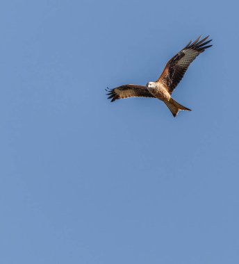 Mavi gökyüzünde uçan kırmızı uçurtma. Kırmızı uçurtma (Milvus milvus) İspanyol Pireneleri 'nde uçuyor. Nisan. Batı Avrupa ve kuzeybatı Afrika 'da kendi bölgesinin daha ılıman bölgelerinde yaşamaktadır..