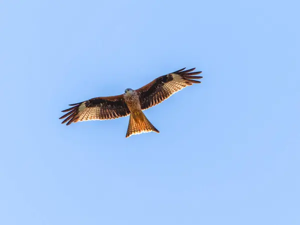 Red kite flying in the blue sky. Red kite (Milvus milvus) flying in the Spanish Pyrenees. April. It is resident in the milder parts of its range in western Europe and northwest Africa.