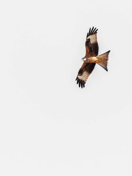 Red kite flying in the sky. Red kite (Milvus milvus) flying in the Spanish Pyrenees. April. It is resident in the milder parts of its range in western Europe and northwest Africa. White backgroun