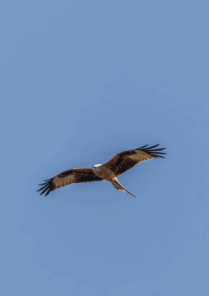 Red kite flying in the blue sky. Red kite (Milvus milvus) flying in the Spanish Pyrenees. April. It is resident in the milder parts of its range in western Europe and northwest Africa.