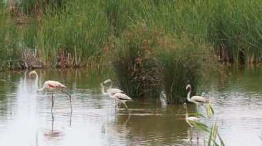 Ebro DELTA 'da Avantaj. DELTA 'DA Flamingolar