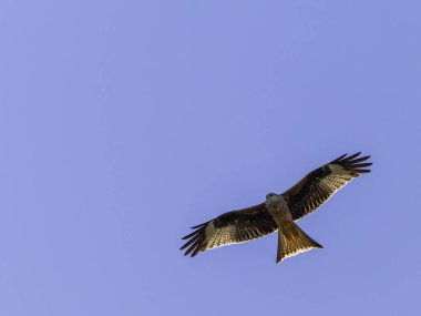 Gökyüzündeki kartal