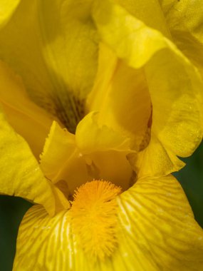 Elma çiçeği, kapat. Baharda ağaç çiçeği