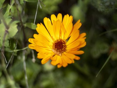 Bahçede sarı papatya, yakın çekim, makro fotoğraf.