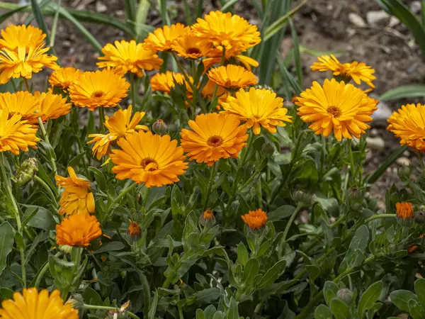 turuncu ve sarı Calendula çiçekleri bahçede.
