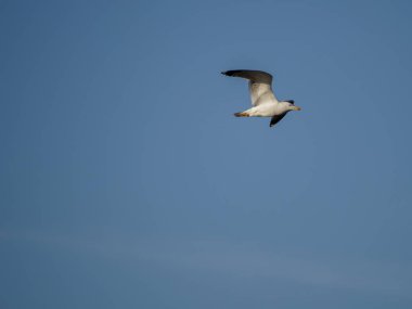 Mavi gökyüzünde uçan martı