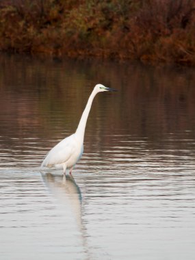 göl kıyısında beyaz balıkçıl