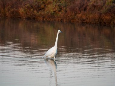 beyaz balıkçıl (ardea alba )