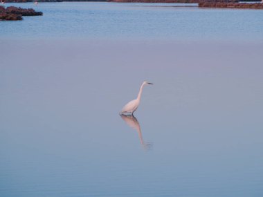 Sudaki büyük balıkçıl