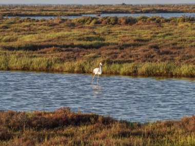 Sudaki beyaz balıkçıl