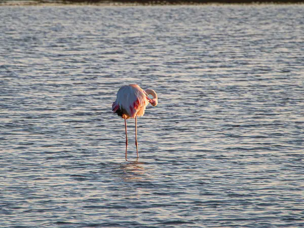 Gün batımında gölde bir flamingo