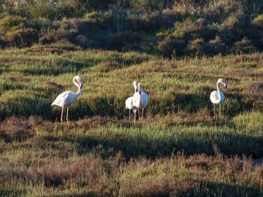 Vahşi doğadaki beyaz leylek