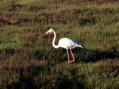 Çimlerde bir flamingo