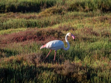 Beyaz flamingo vahşi doğada