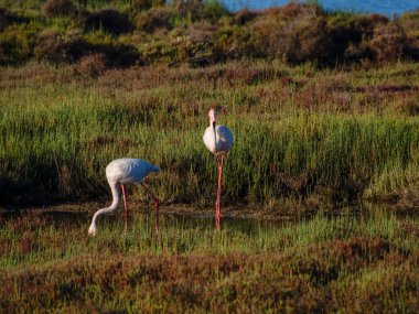 Bataklıkta beyaz balıkçıl
