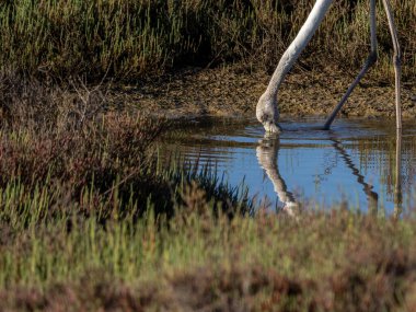 Üzerinde su yansıması olan bir ağacın dikey görüntüsü.