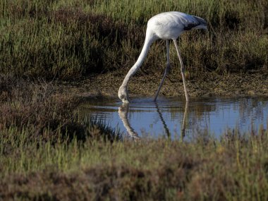 Sudaki beyaz balıkçıl