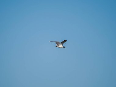 Martı gökyüzünde uçuyor.