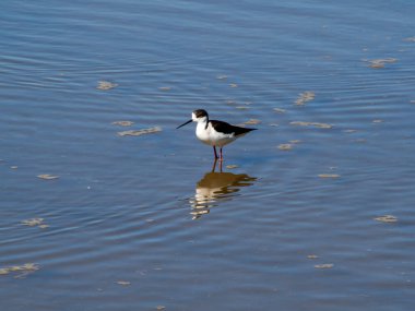 siyah ve beyaz martı